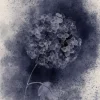 Dark Hydrangea - Fine Art Print
