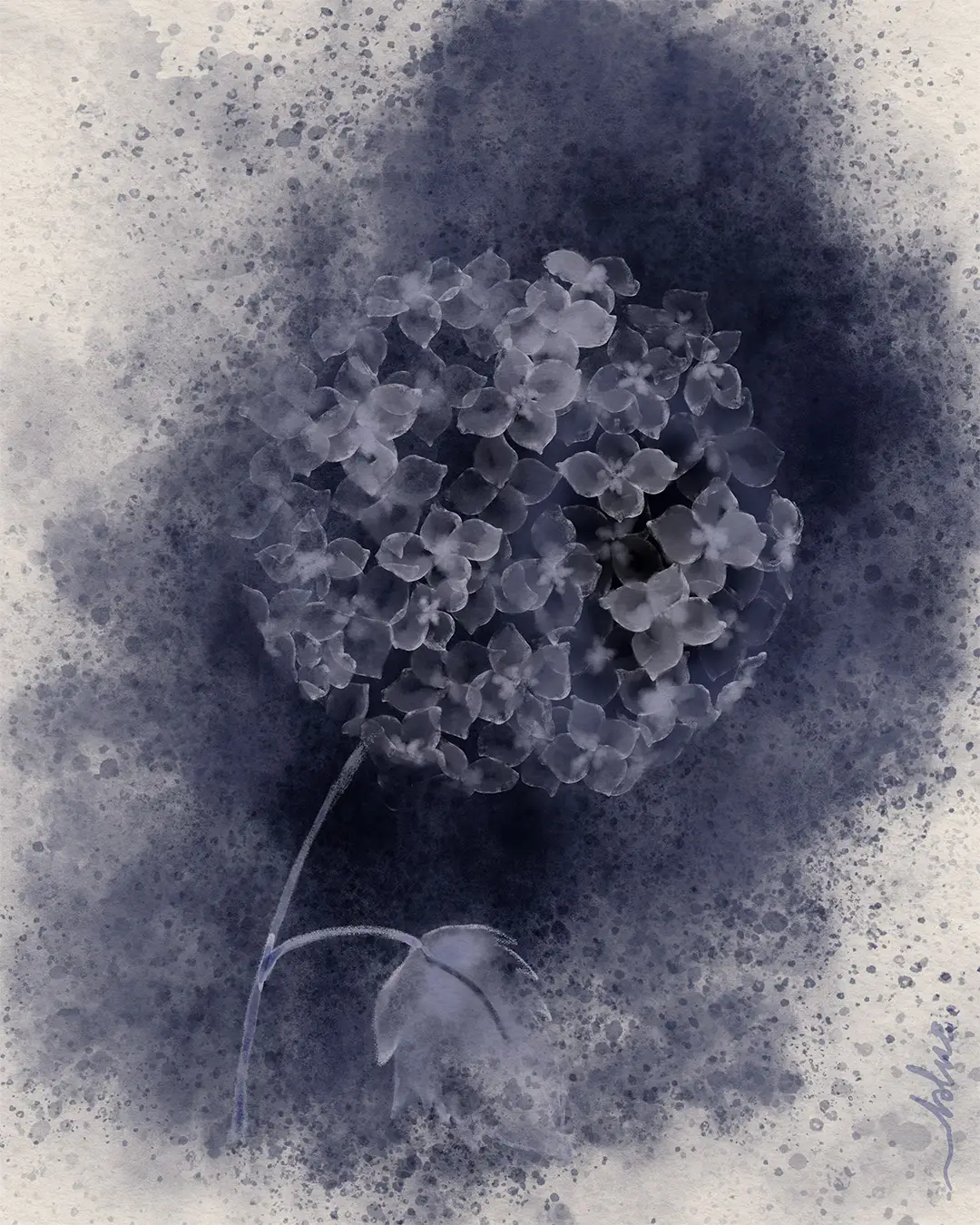 Dark Hydrangea - Fine Art Print